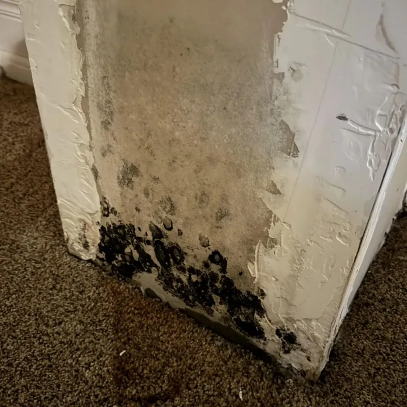 Professional Mold Removal in Indian Trail, NC